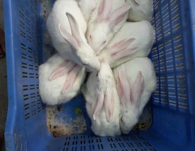 3 months baby rabbits