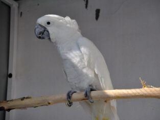 Cacatua alba white umbrellla cockatoo for sale