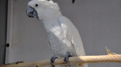 Cacatua alba white umbrellla cockatoo for sale