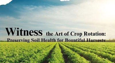 Managed farmland near Bangalore – Utopiaa