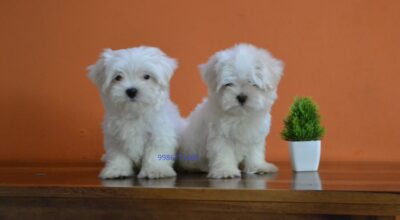 Maltese puppies available with me-9986771483