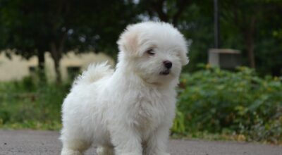 Quality maltese puppies available-9986771483