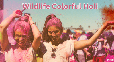 Holi Special Offer Jim Corbett Safari @ 3500 Only