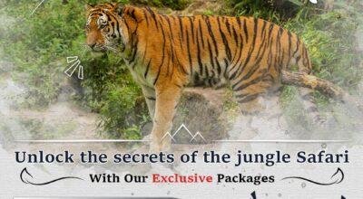 Jim Corbett Safari Booking Online