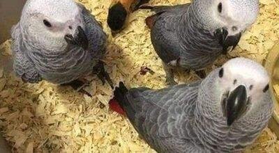 African grey Parrot for sale