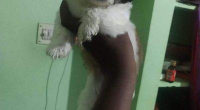 ALL TYPES OF PUPPIES AVBL IN ONE PLACE @CHENNAI