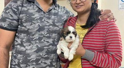 SHIH TSU PUPPIES FOR SALES@ CHENNAI 8838311044