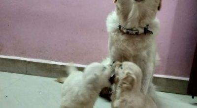 GOLDEN RETRIEVER PUPPIES AVAILABLE CONTACT@CHENNAI
