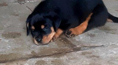 Rottweiler puppies for sale