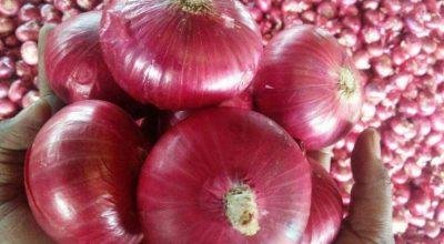 Best Red Onion Exporter In India
