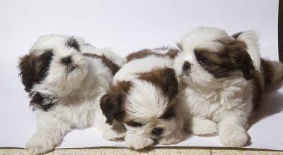 Shih tzu new puppies with Parents 9916672339