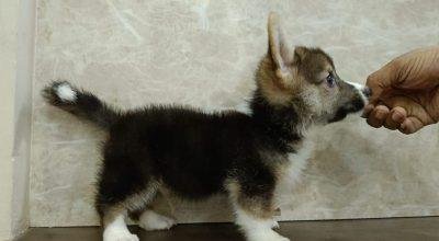 Welsh corgi