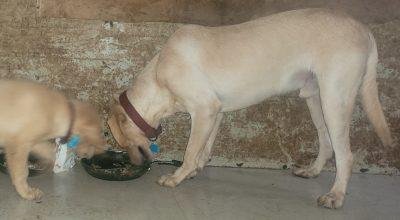 Labrador Retriever puppy for sale
