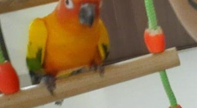 Sunconure Adult pair for sale