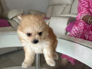 Adorable Mini Pomeranian Puppy
