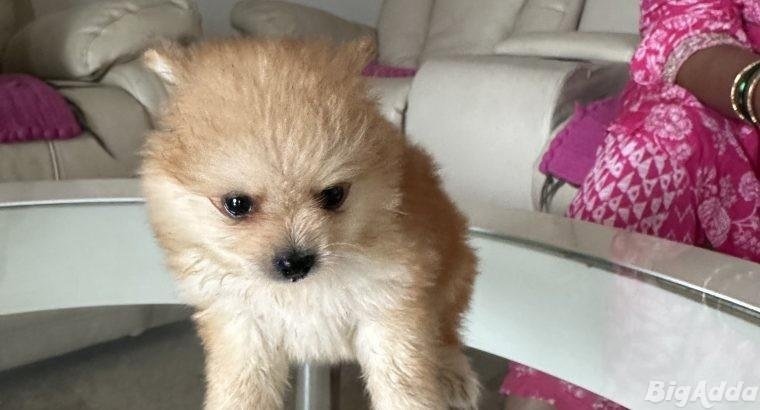 Adorable Mini Pomeranian Puppy