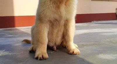 FREE ADOPTION GOLDEN RETRIEVER PUPPY