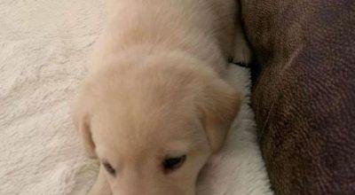 Labrador puppy available for adoption