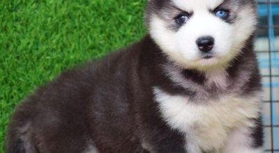SIBERIAN HUSKY PUPPIES AVAILBLE