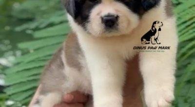 SAINT BERNARD PUPPIES AVAILABLE