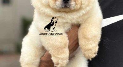 CHOW CHOW PPUPPIES AVAILABLE