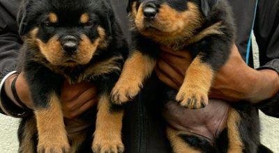 ROTTWIELER PUPPIES AVAILABLE