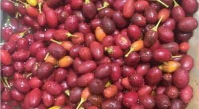 buy Coca seeds and Coca powder online.