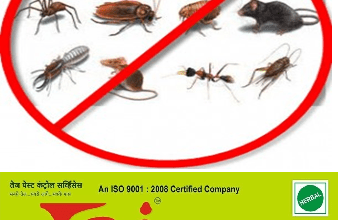 Termite, Rat, Bedbug, Cockroach, Dhekun, Termite