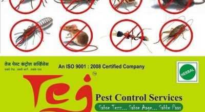 Bedbug, Cockroach, Termite, Lizard in Pune