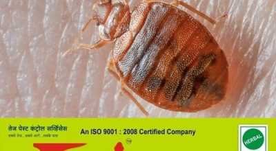 Tej Pest Control Services Pune – Cockroach, Bedbug