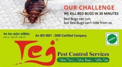 Control Mosquito, Flies, Bedbugs, pest control