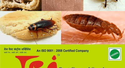 Tej Pest Control, Pest control contract, Tender