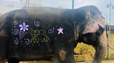 Discover Jaipur’s Best Elephant Sanctuary with Ele