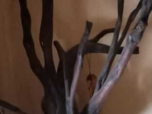 Root of Teakwood