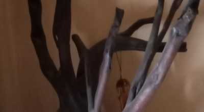 Root of Teakwood