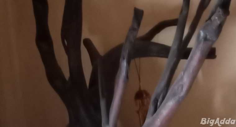 Root of Teakwood