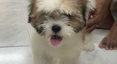 3 month old female Shitzu puppy for sale