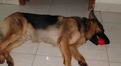 GSD male 4 years old for mating