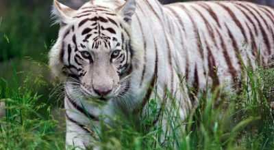 Bandhavgarh safari