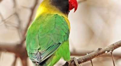 African Love Bird Ring Variety for sale