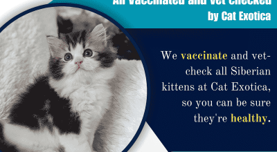 Best Siberian Cat in Bangalore | Cat in Bangalore