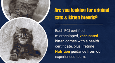 looking for original cats & kitten breeds | Cat Ex