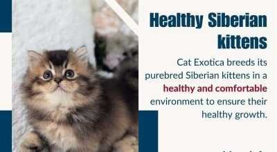 Find Purebred Siberian Kittens in Bangalore
