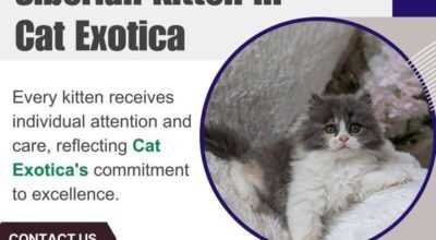 Catexotica | Best Siberian Cat in Bangalore
