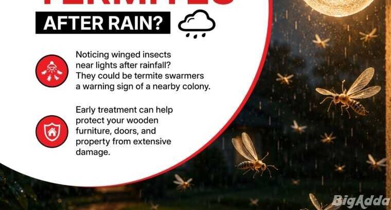 Best Termite Control Services in Hyderabad