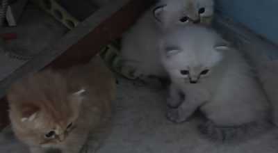 Beautiful persian kitten for sale