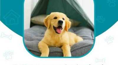 Day Boarding for Dogs in Bangalore