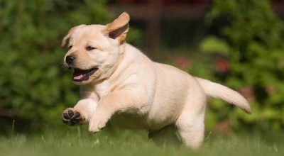 Champion Line Golden Retriever Puppies For Sale..