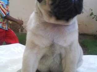 Pug Puppies for Sale in Delhi