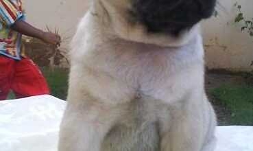 Pug Puppies for Sale in Delhi